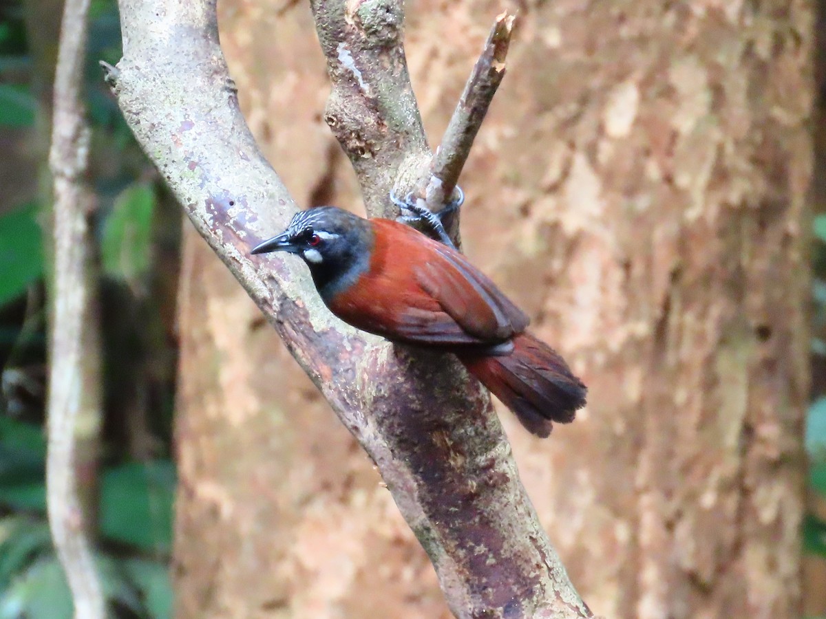 Black-throated Babbler - ML636707580