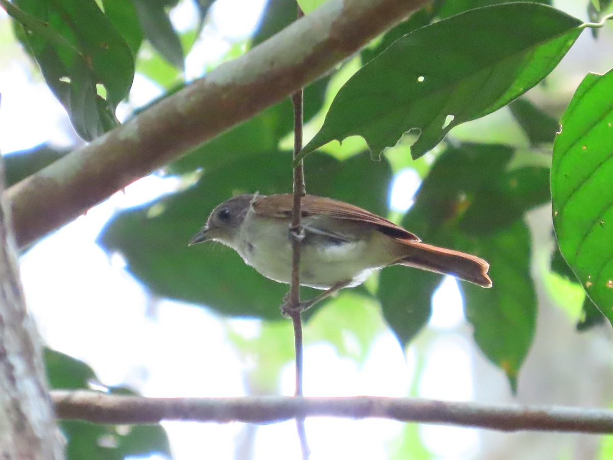 Brown Fulvetta - ML636707607