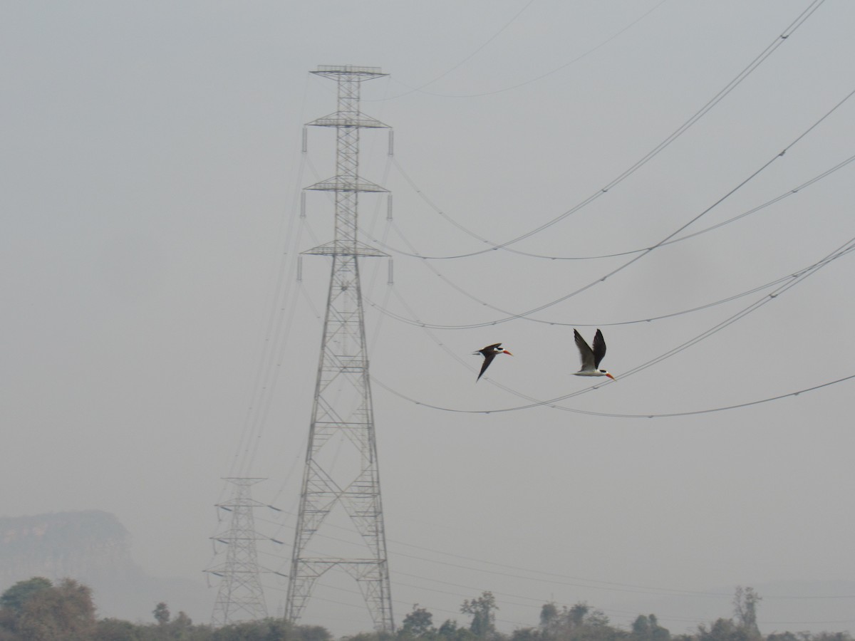 Indian Skimmer - ML636707608