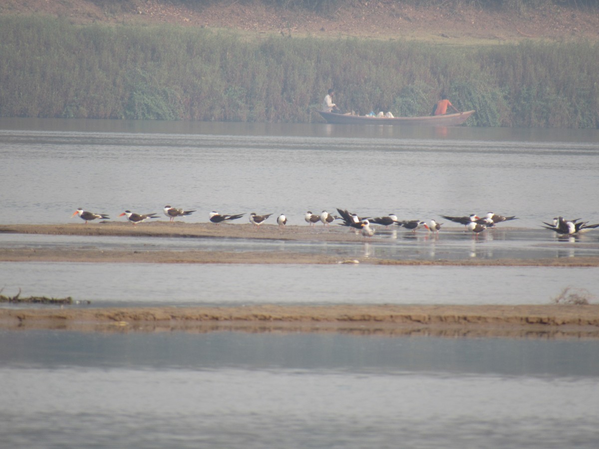 Indian Skimmer - ML636707609