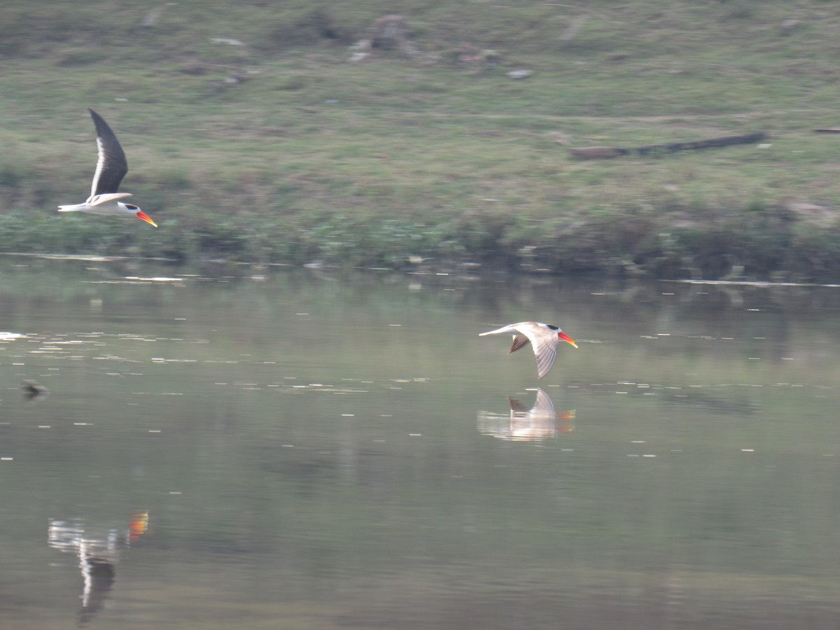 Indian Skimmer - ML636707610