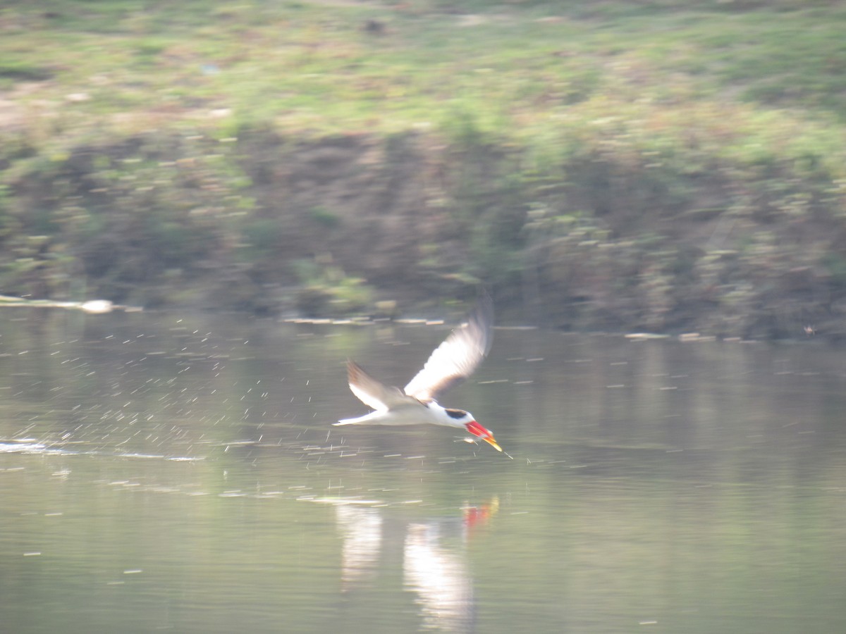Indian Skimmer - ML636707611