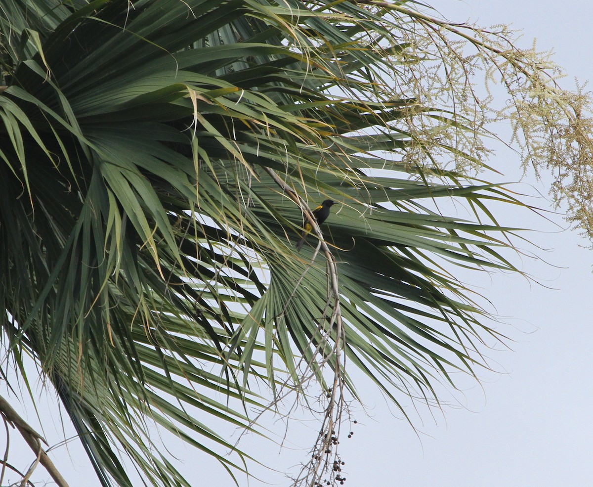 Hispaniolan Oriole - ML636707612