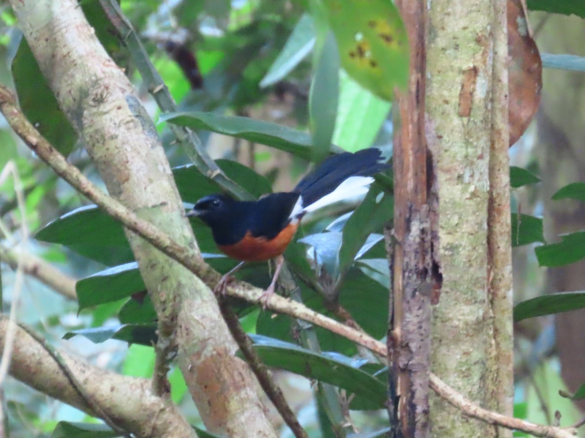 White-rumped Shama - ML636707614