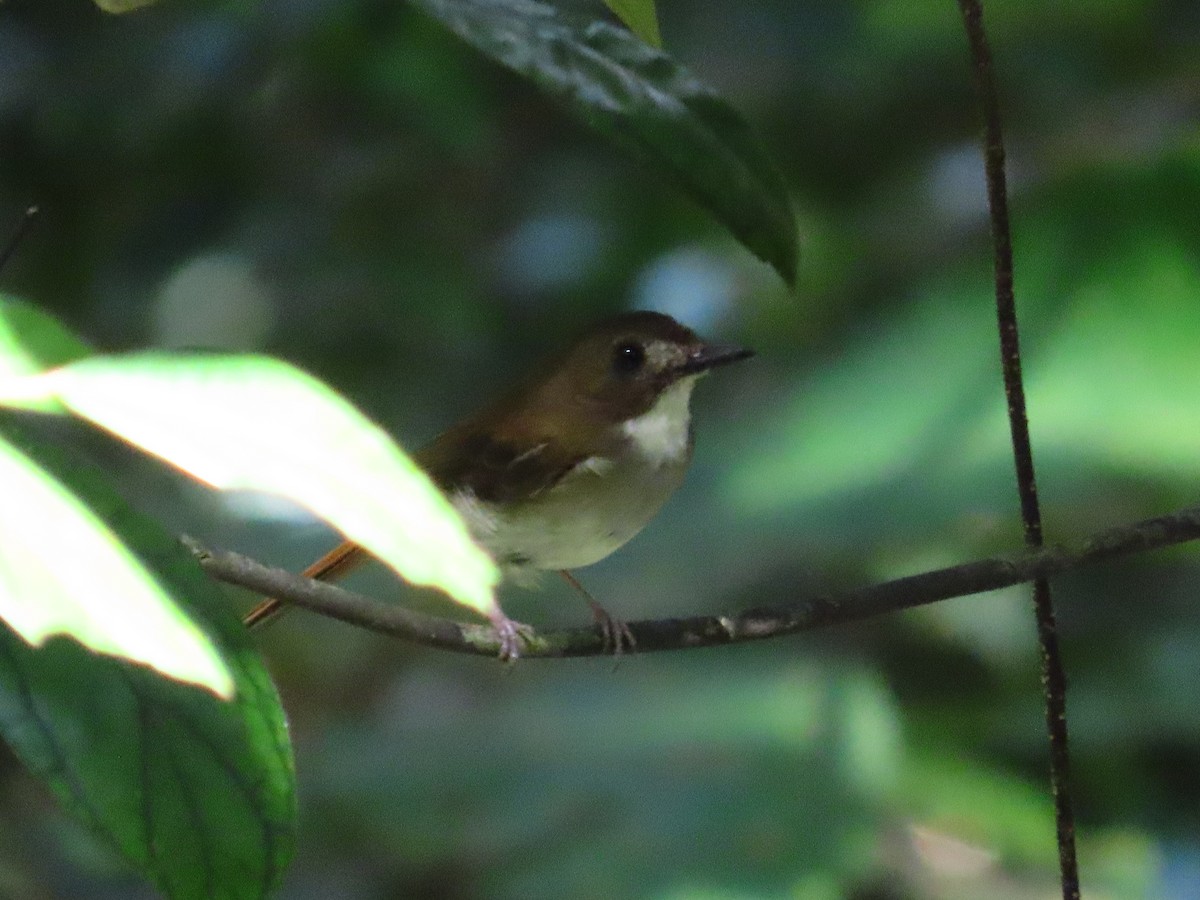 Gray-chested Jungle Flycatcher - ML636707615