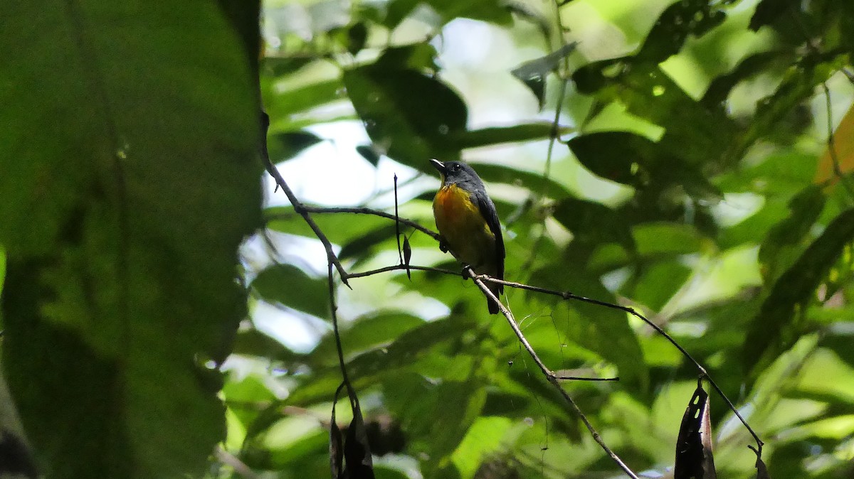 Yellow-rumped Flowerpecker - ML636707616