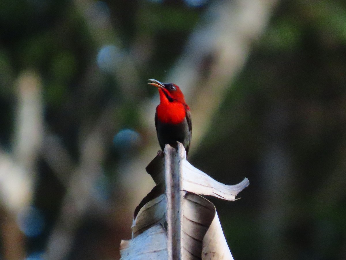 Crimson Sunbird - ML636707620