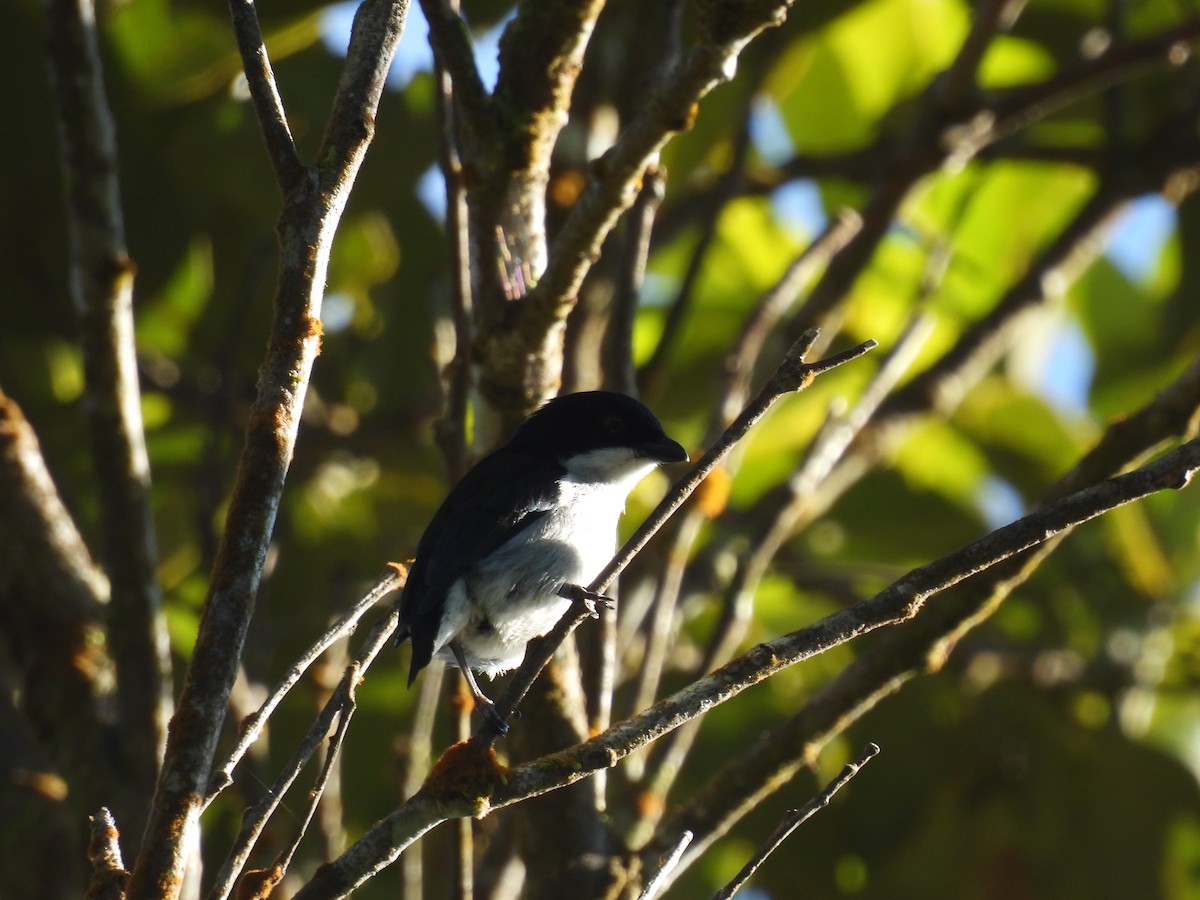 Bicolored Flowerpecker - ML636707629