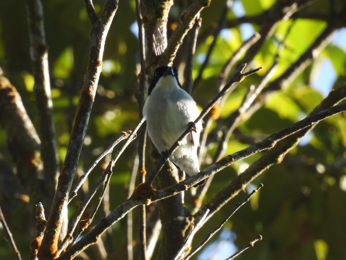 Bicolored Flowerpecker - ML636707630