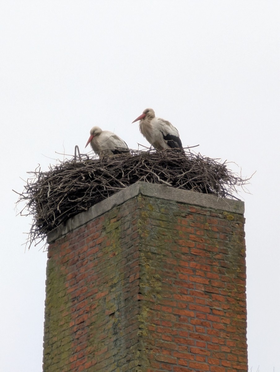 White Stork - ML636707662