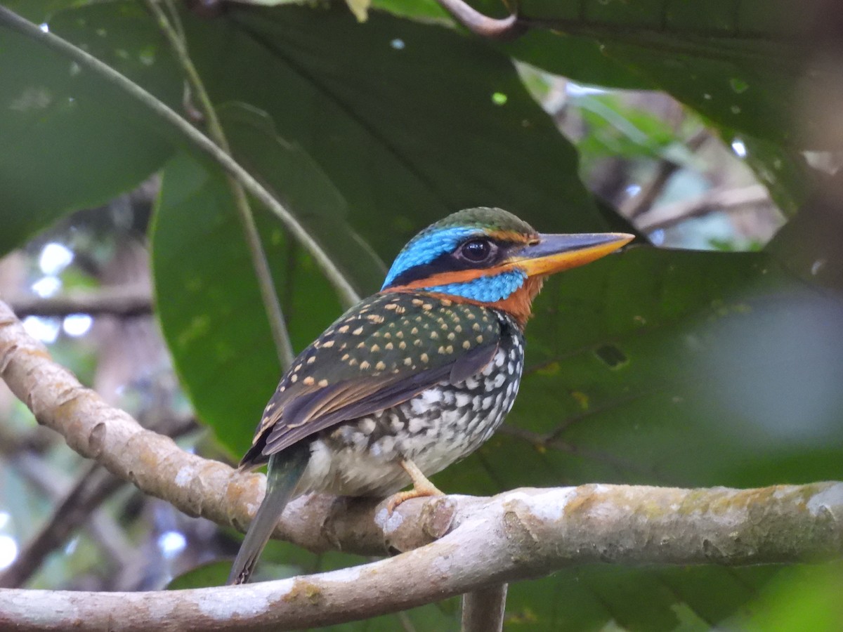 Spotted Kingfisher - ML636707677