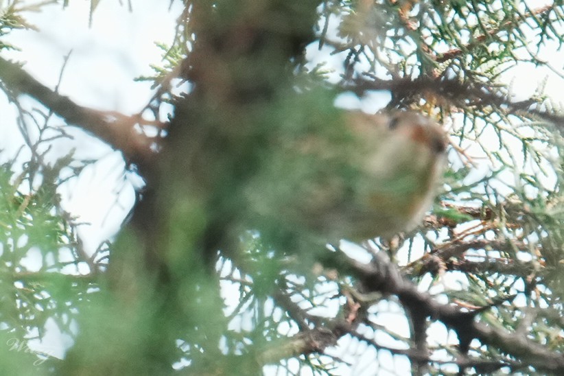 Thick-billed Warbler - ML636707701