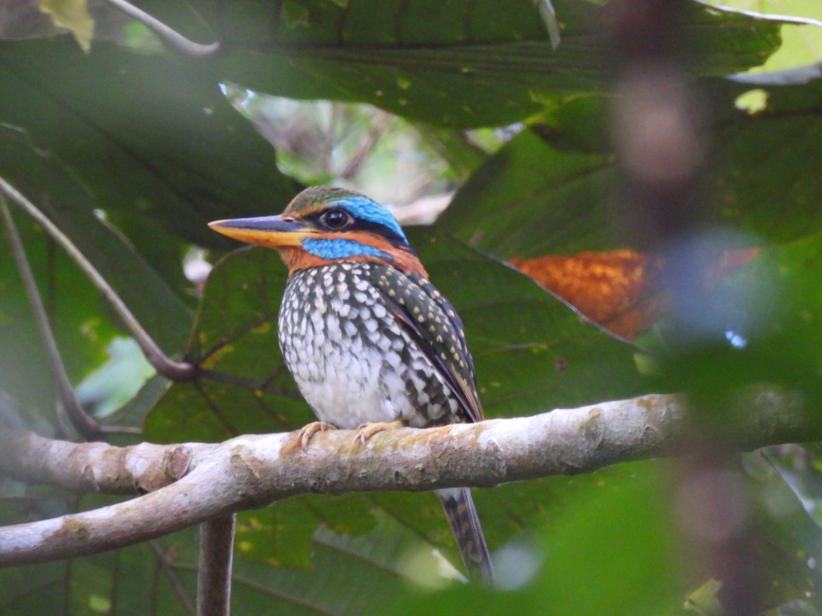 Spotted Kingfisher - ML636707702