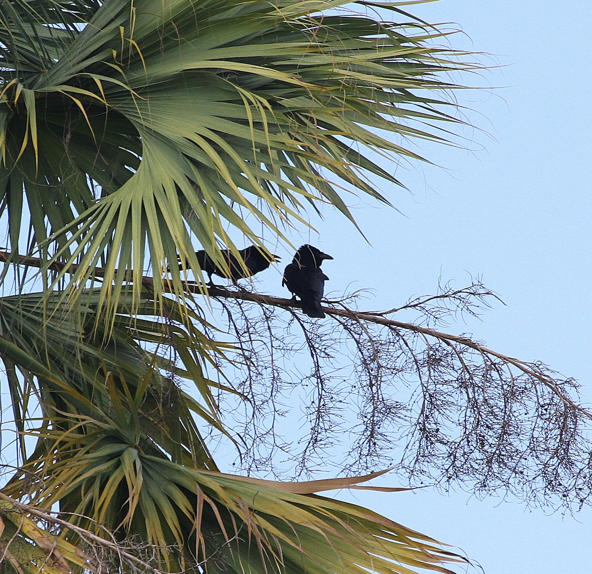 White-necked Crow - ML636707714
