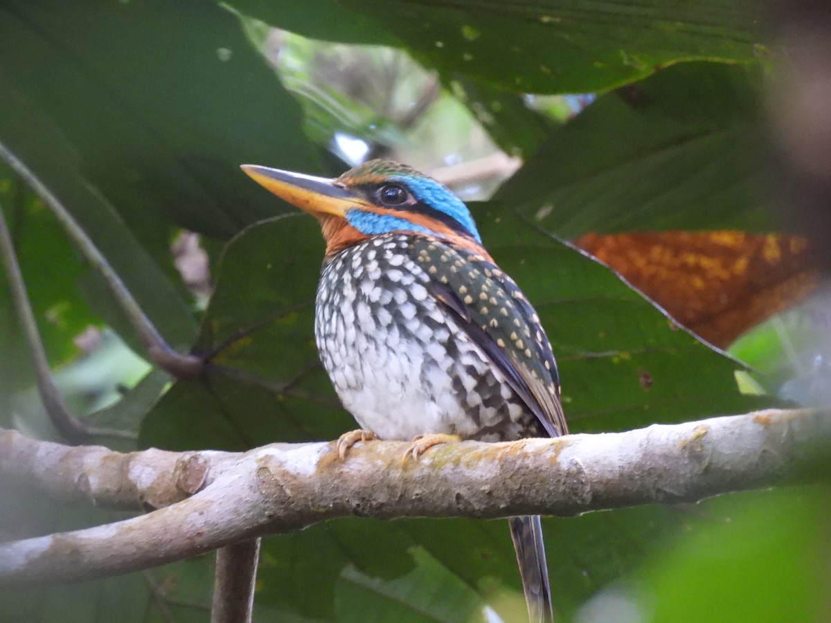 Spotted Kingfisher - ML636707715