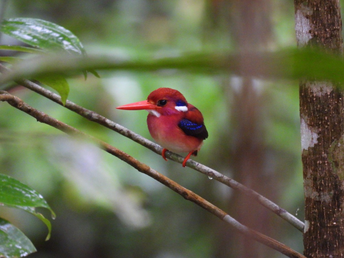 Philippine Dwarf-Kingfisher - ML636707756