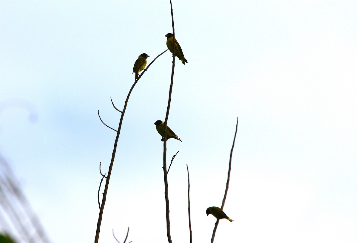 Antillean Siskin - ML636707785
