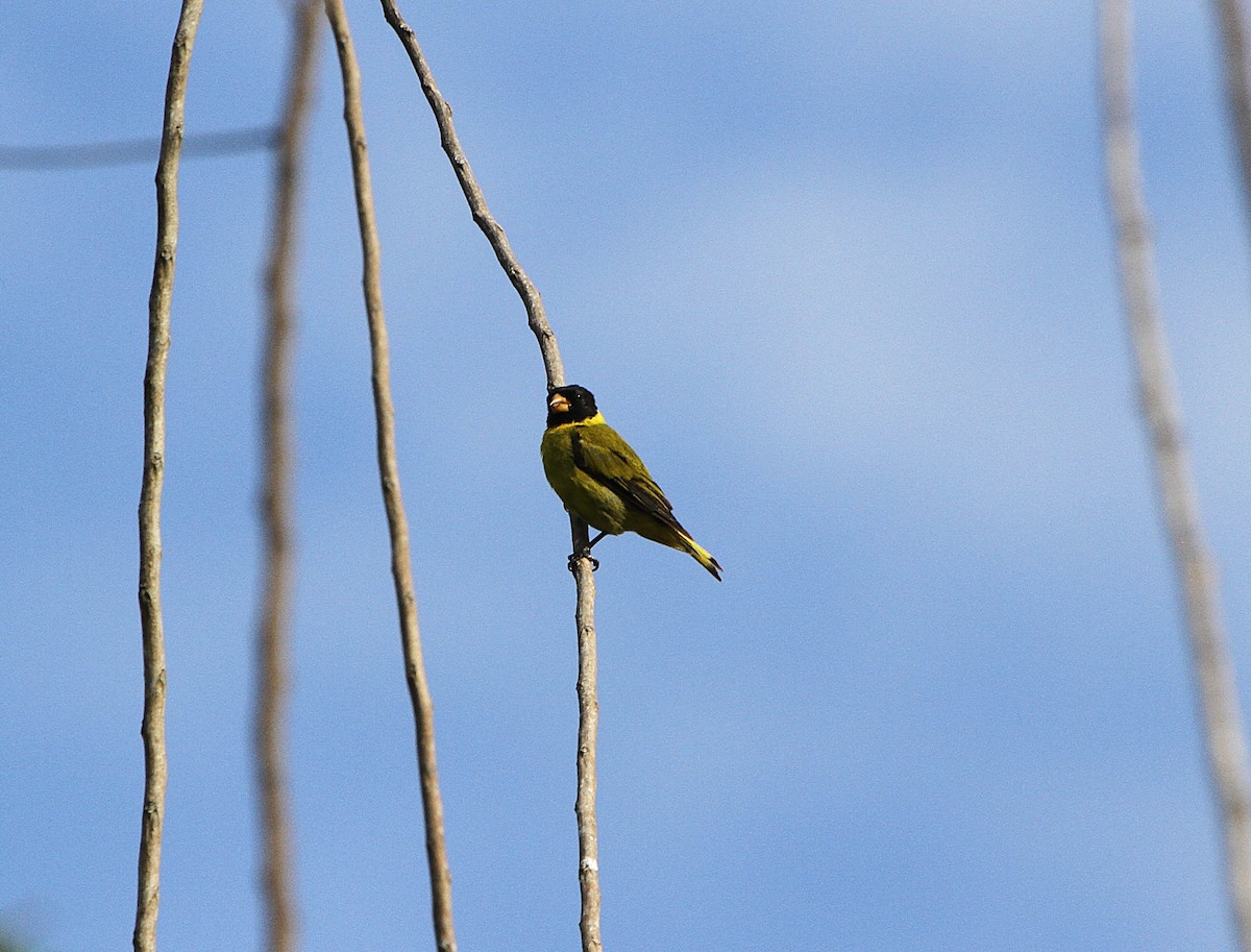 Antillean Siskin - ML636707816