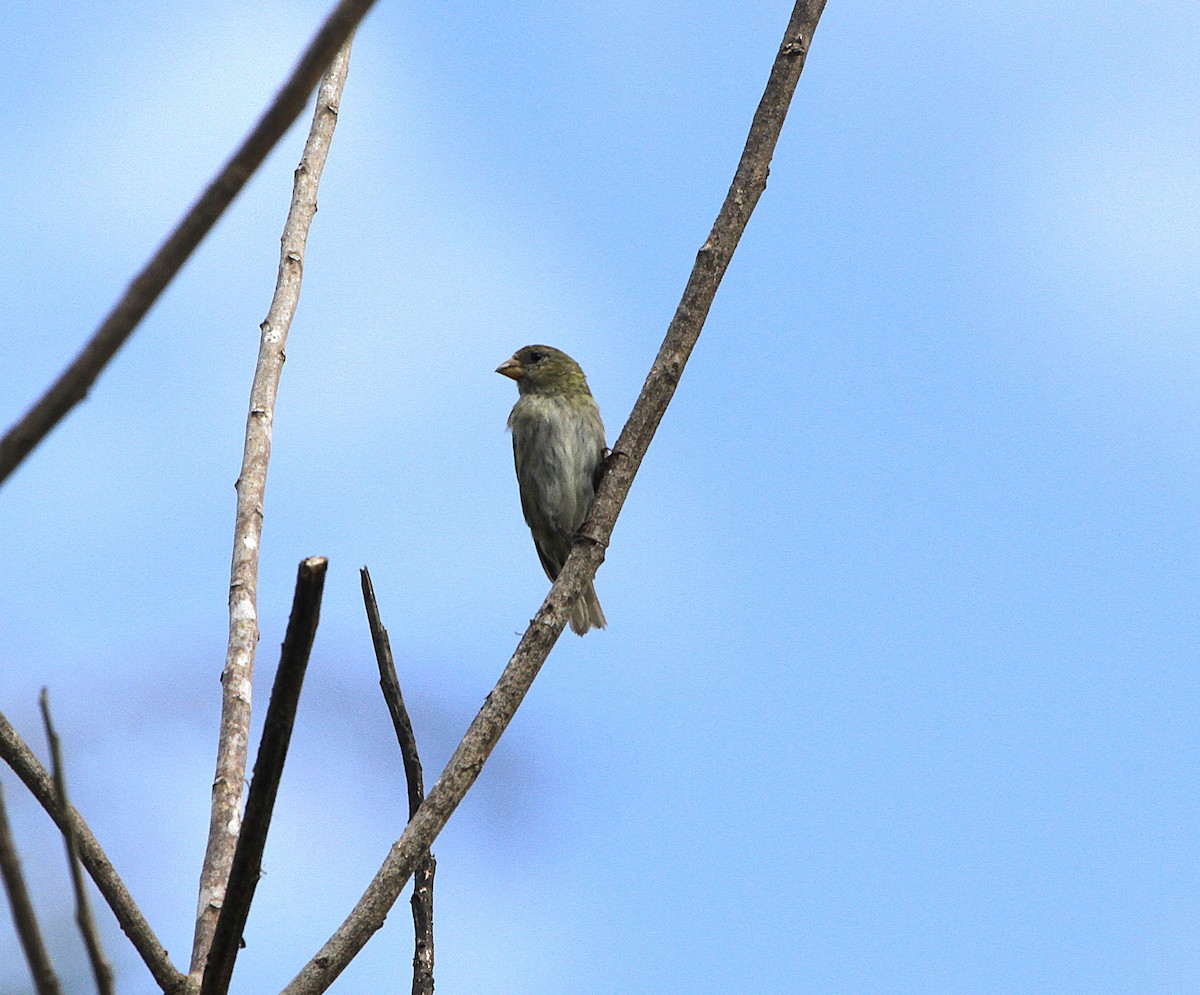 Antillean Siskin - ML636707863