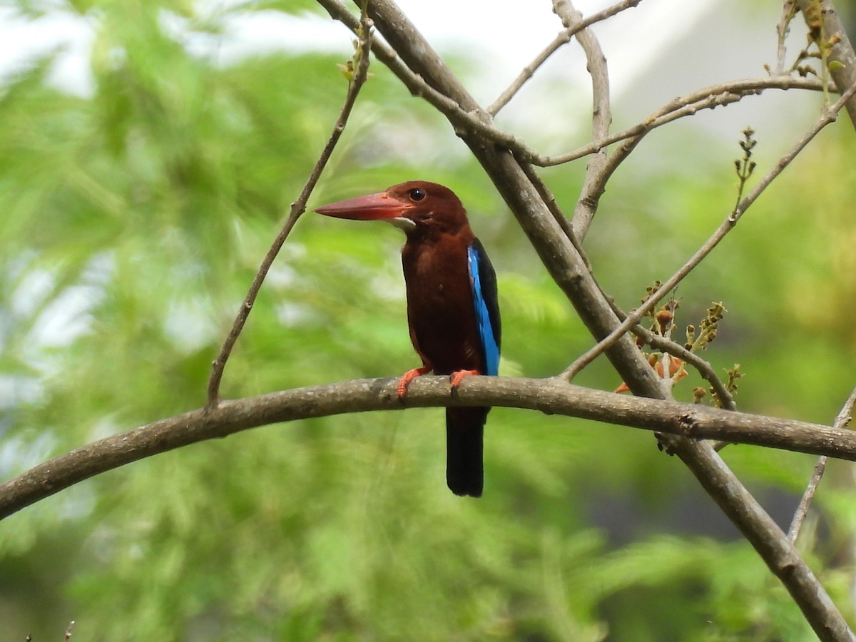 Brown-breasted Kingfisher - ML636707866