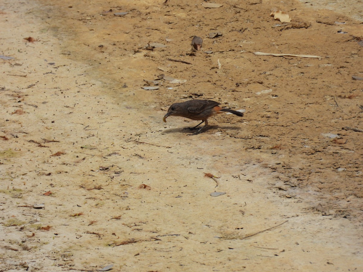 Pied Bushchat - ML636707876