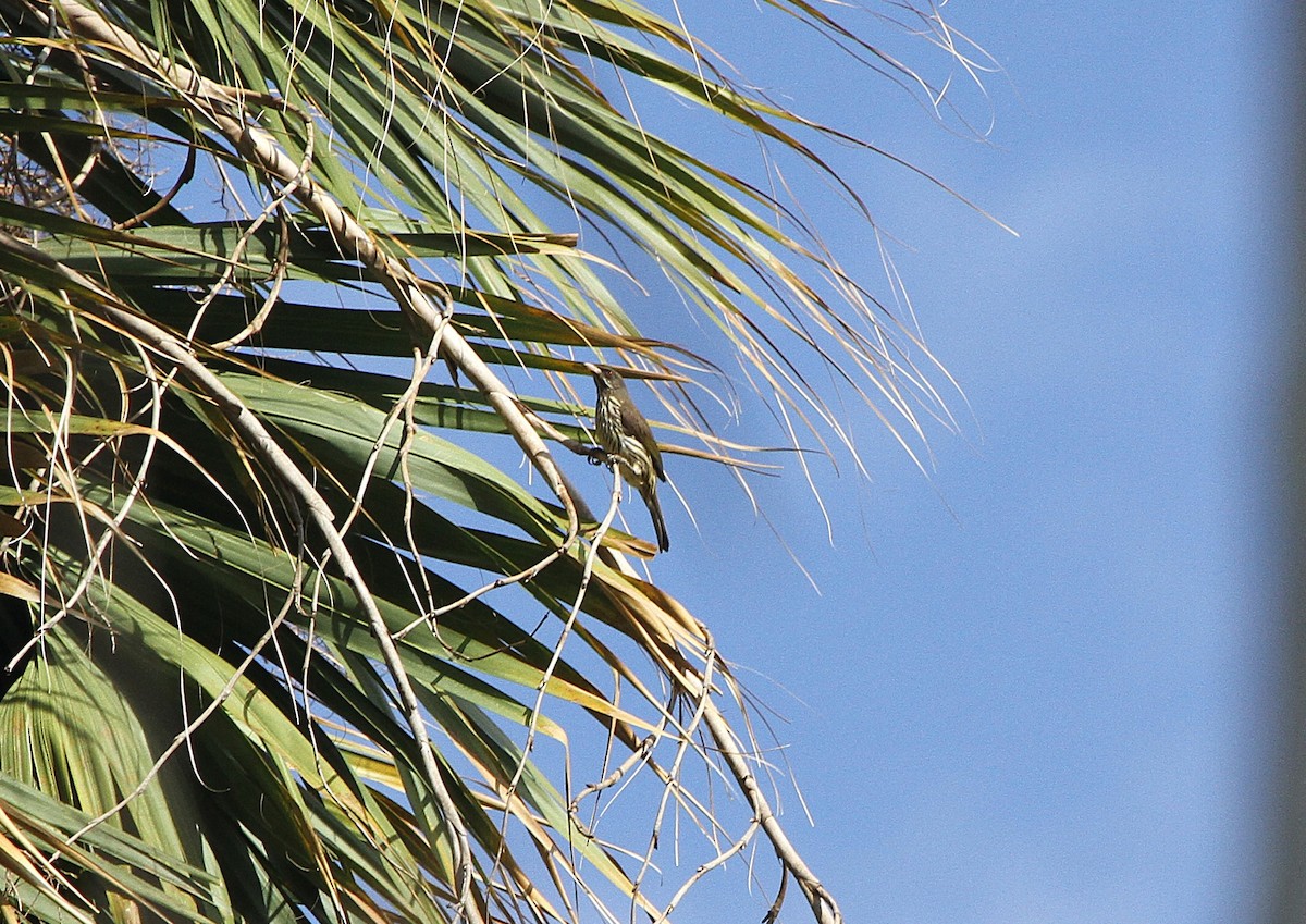 Palmchat - ML636707885