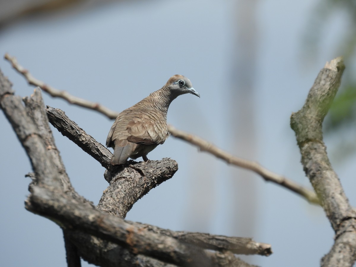 Zebra Dove - ML636707899