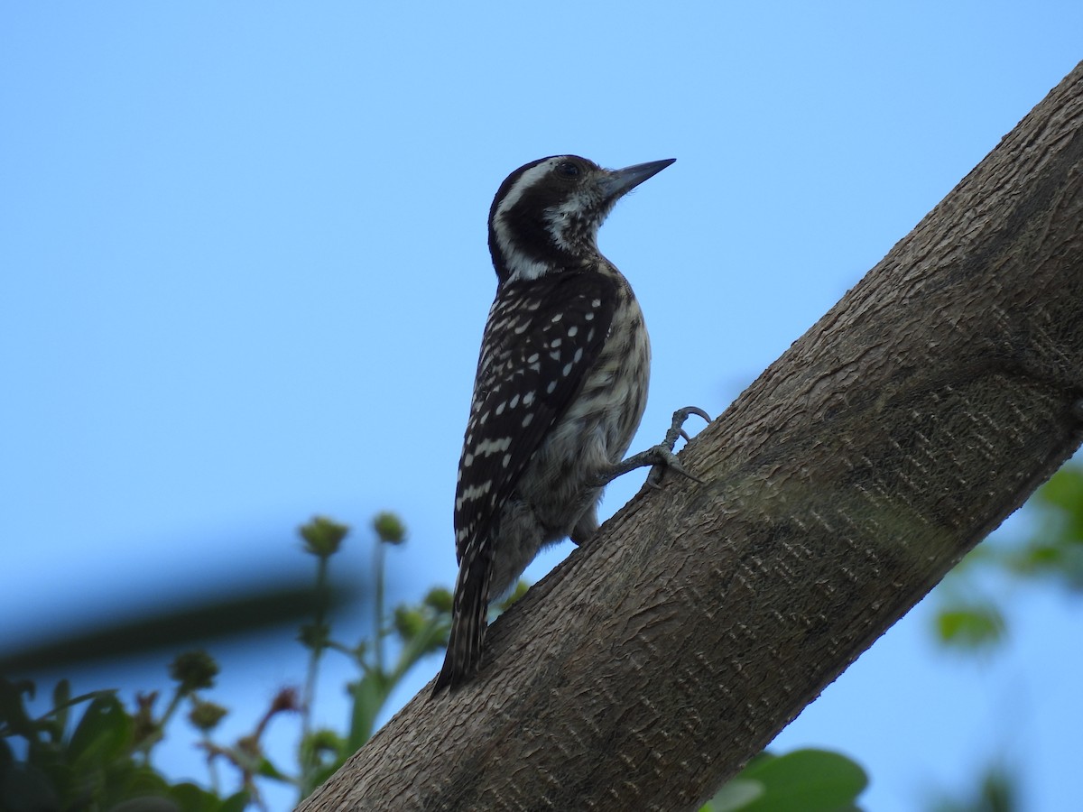Philippine Pygmy Woodpecker - ML636707920