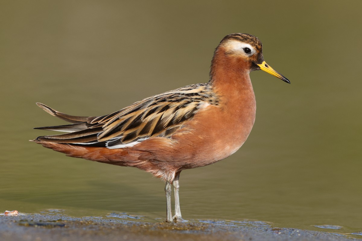 Red Phalarope - Aaron Maizlish