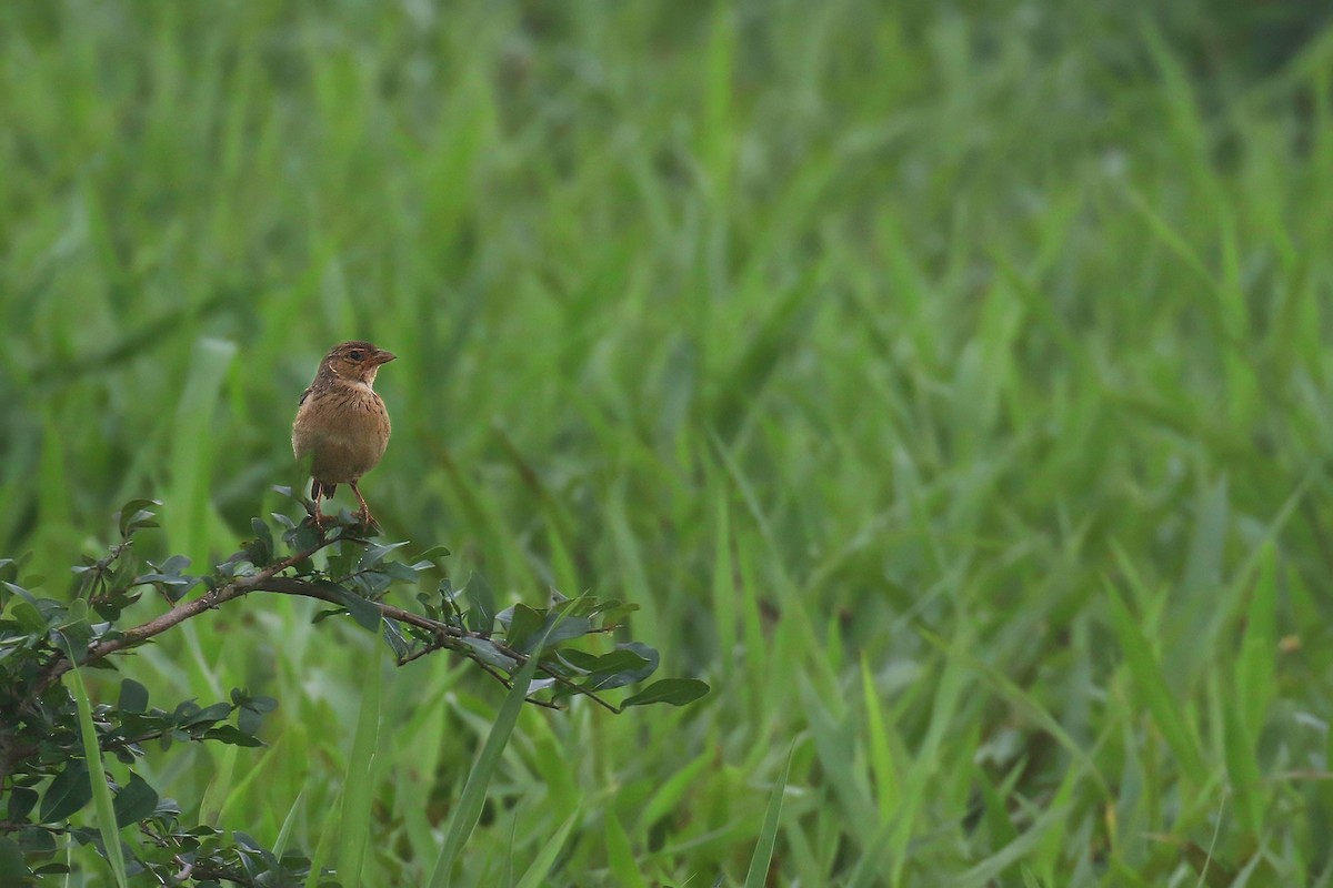 Singing Bushlark (Australasian) - ML636707960