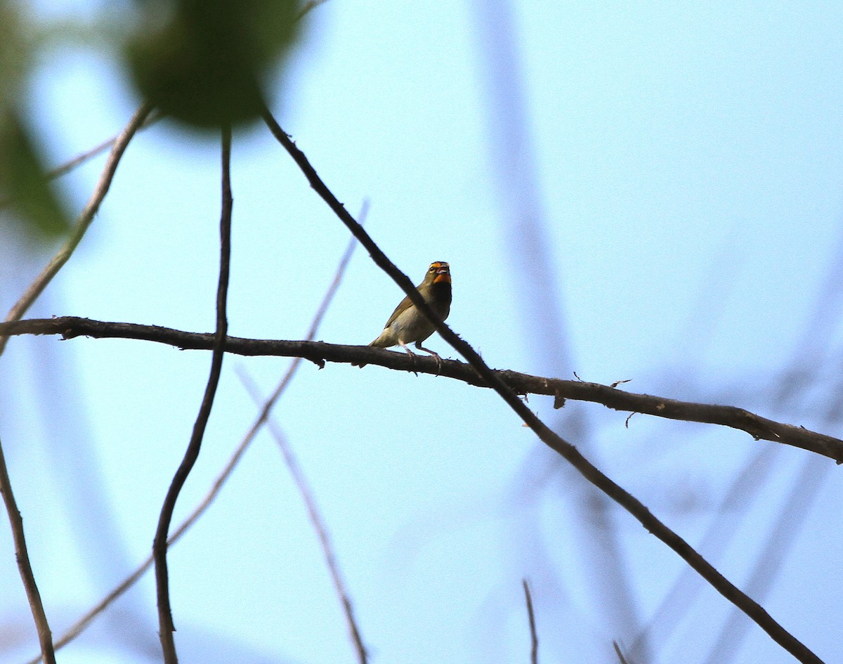 Yellow-faced Grassquit - ML636707966