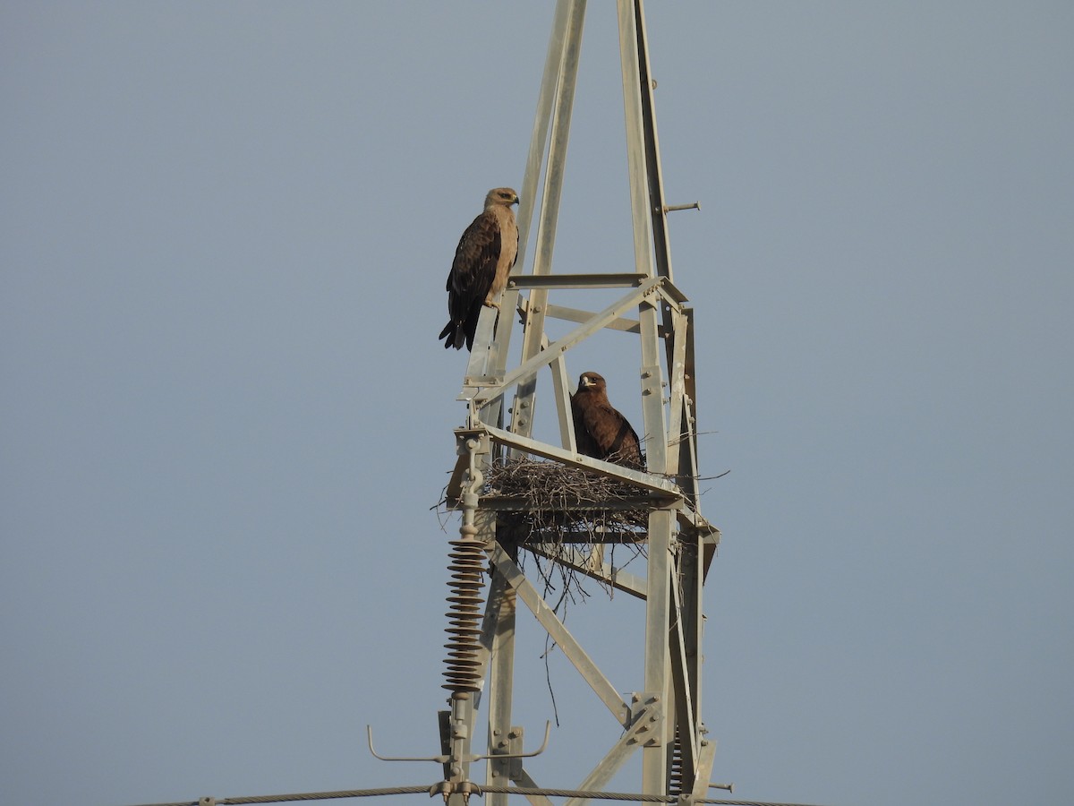 Tawny Eagle - Shuvendu Das