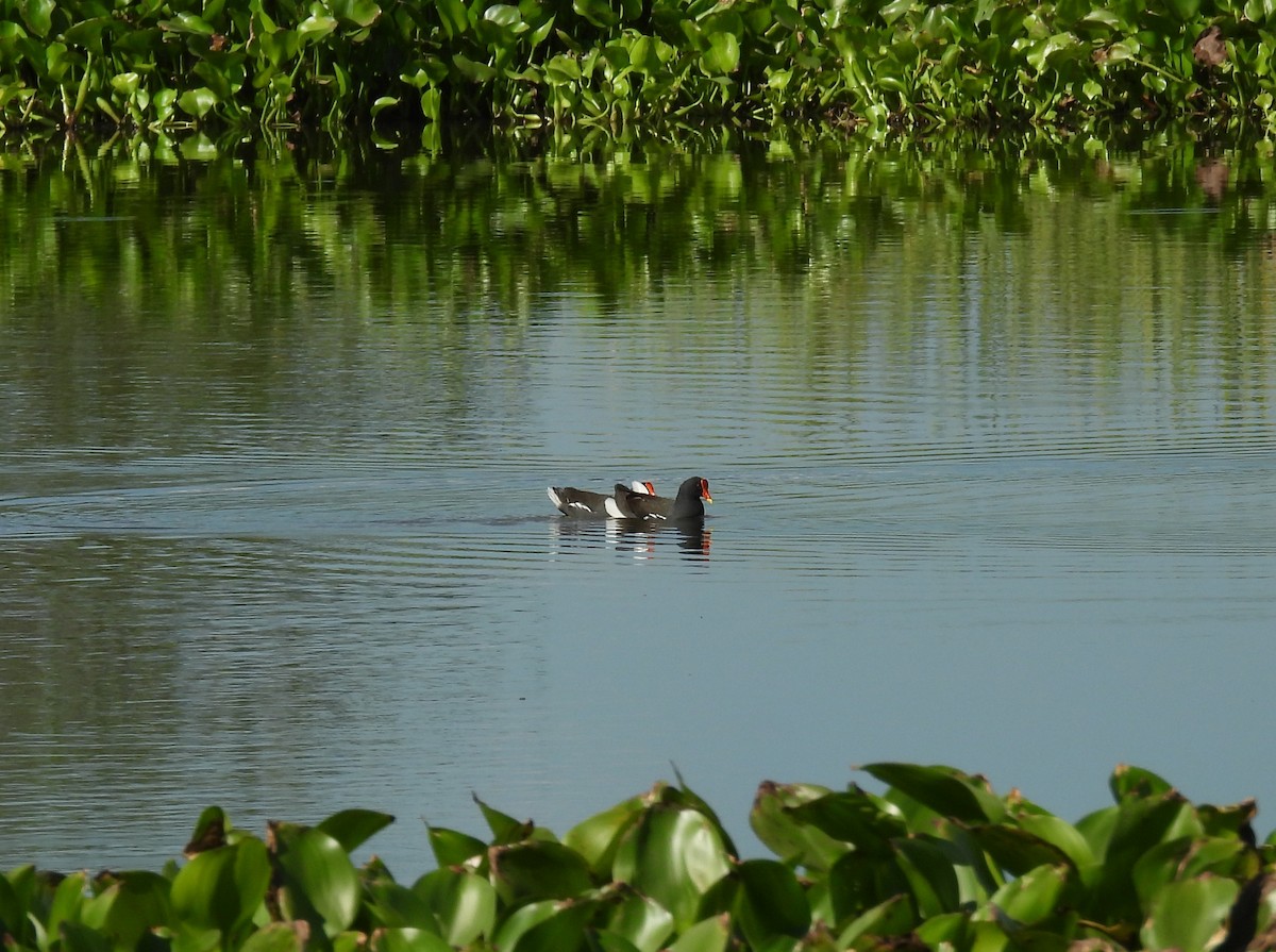 Eurasian Moorhen - ML636707983
