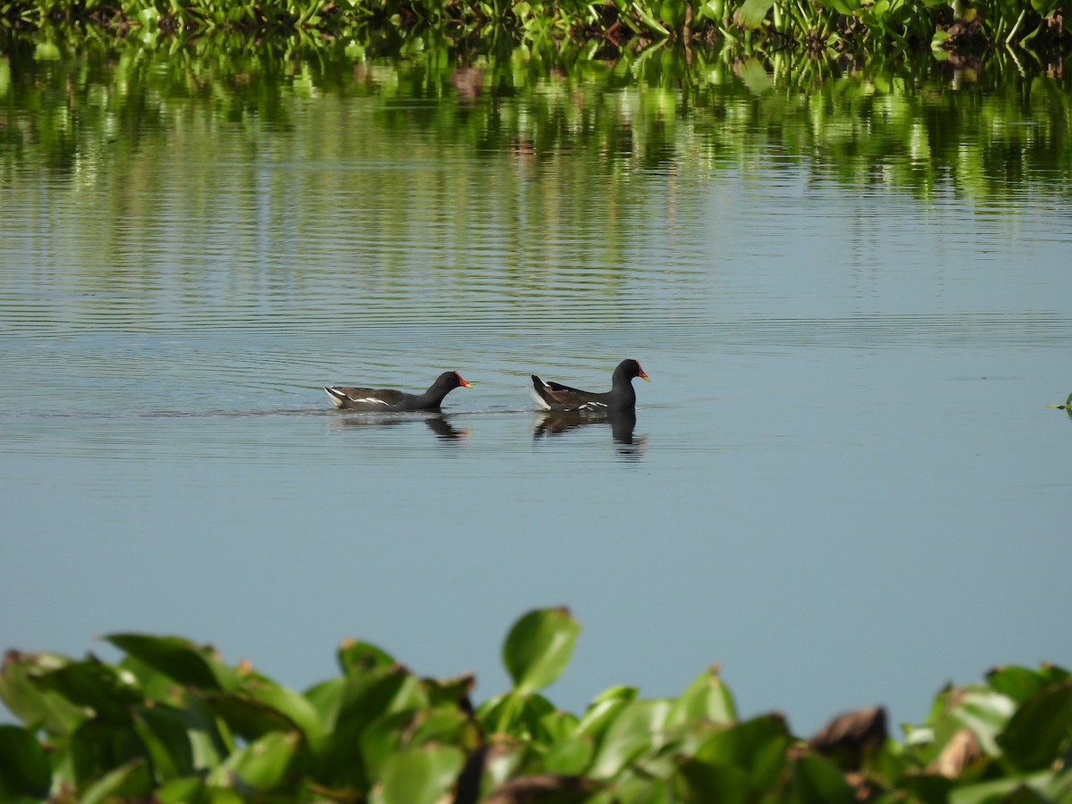 Eurasian Moorhen - ML636707989
