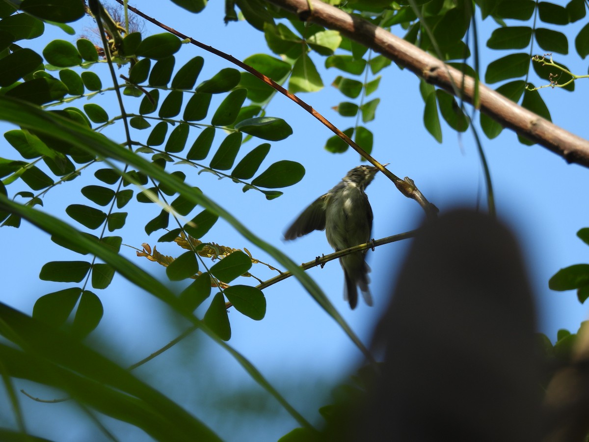 Arctic Warbler - ML636708003