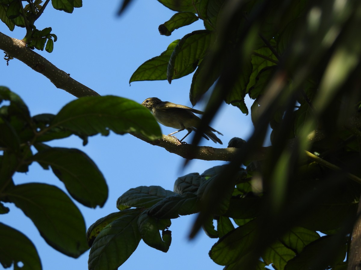 Arctic Warbler - ML636708015