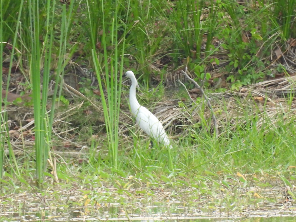 Little Egret - ML636708036