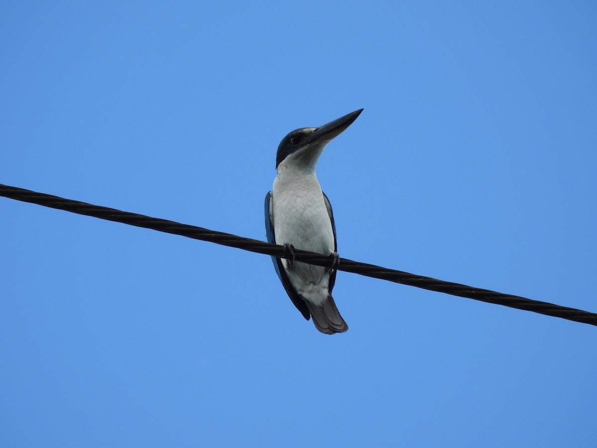 Collared Kingfisher - ML636708051