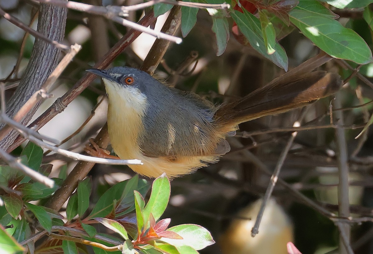 Ashy Prinia - ML636708103