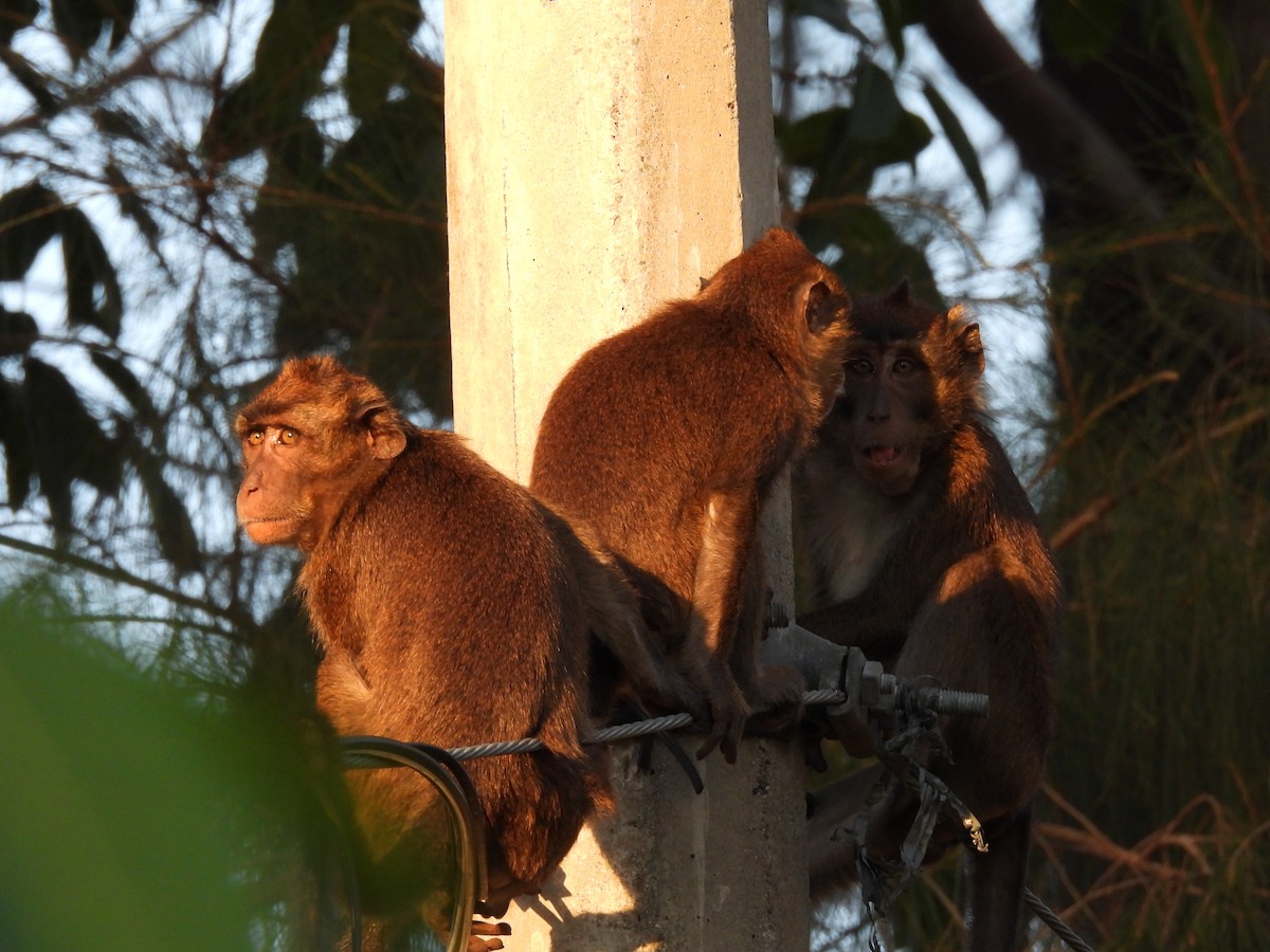 Philippine Long-tailed Macaque - ML636708104
