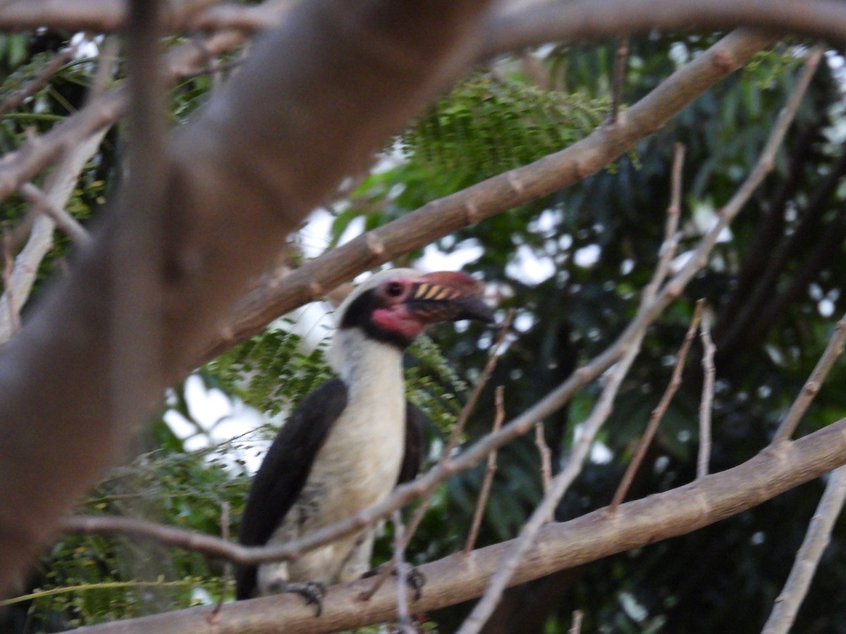 Luzon Hornbill - ML636708158