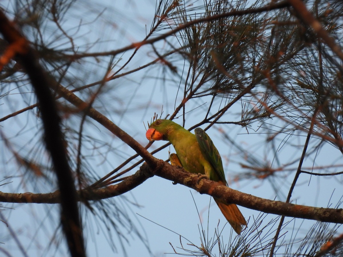 Blue-naped Parrot - ML636708160