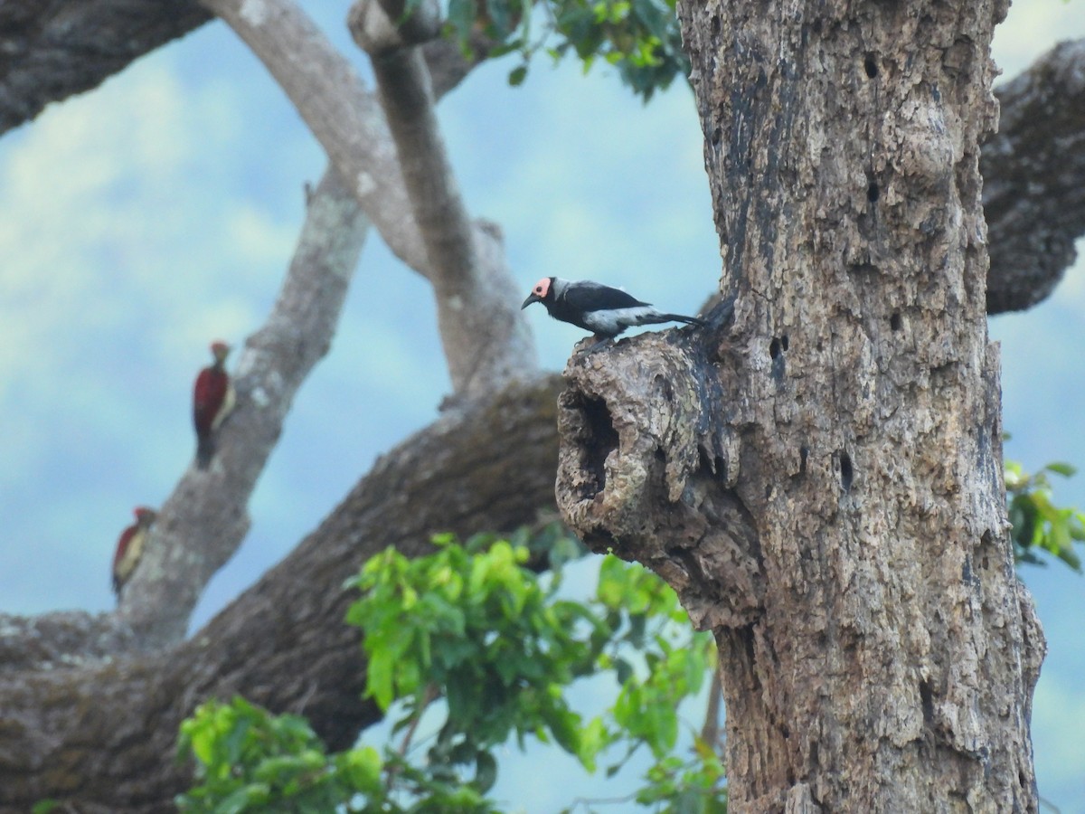 Coleto - ML636708167