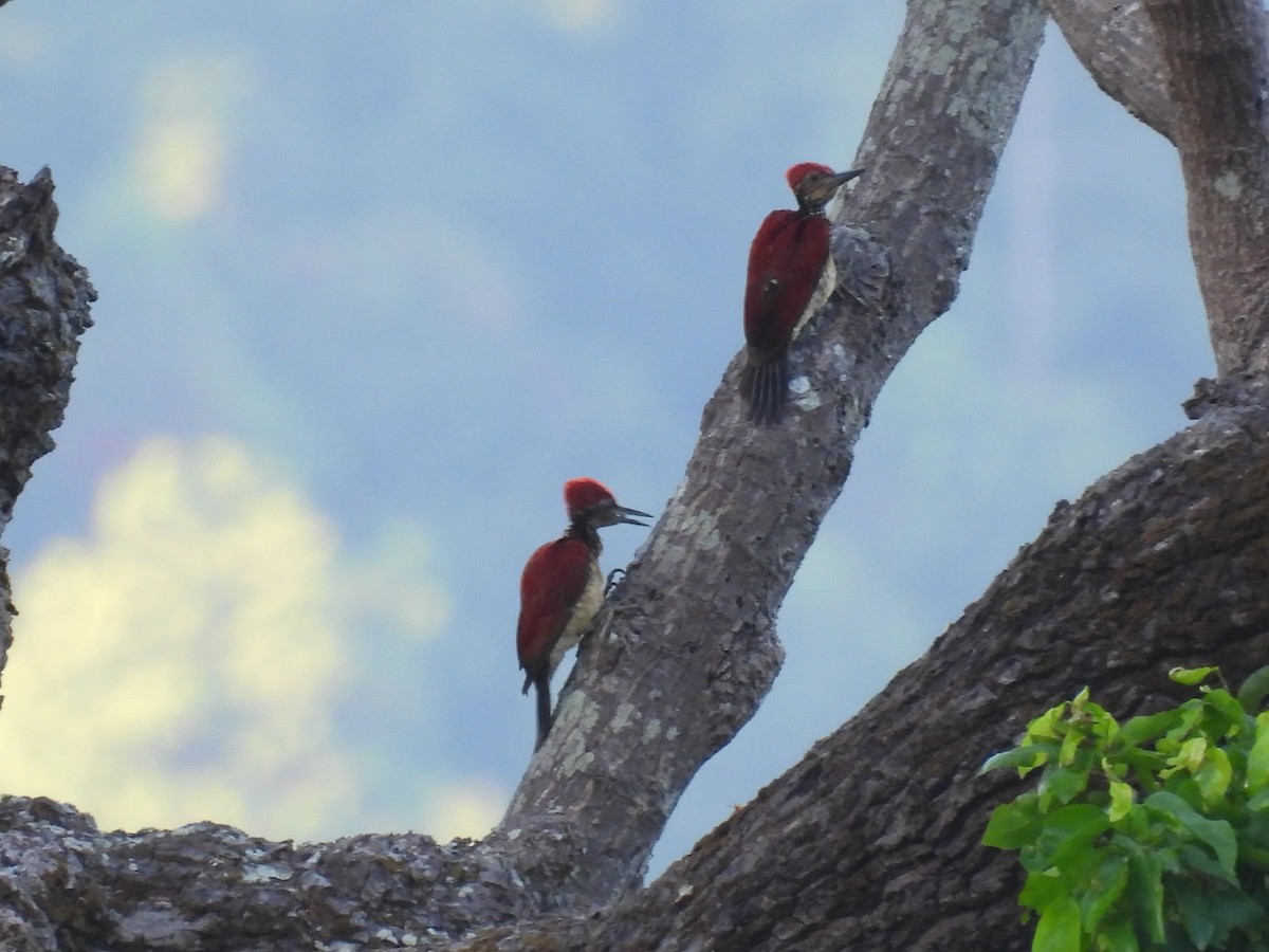 Luzon Flameback - ML636708174