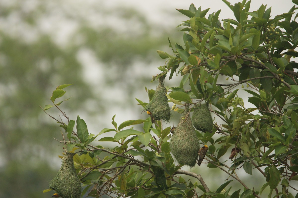 Baya Weaver - ML636708190