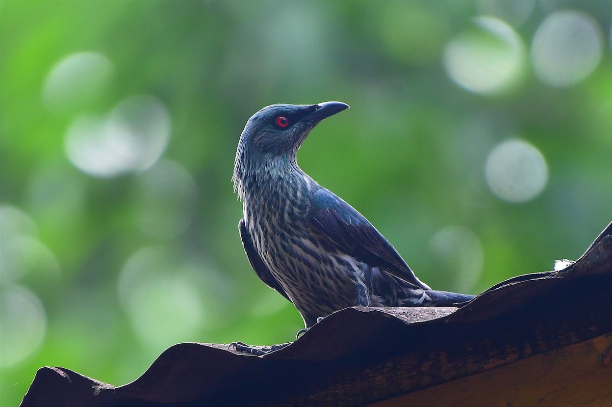 Asian Glossy Starling - ML636708245