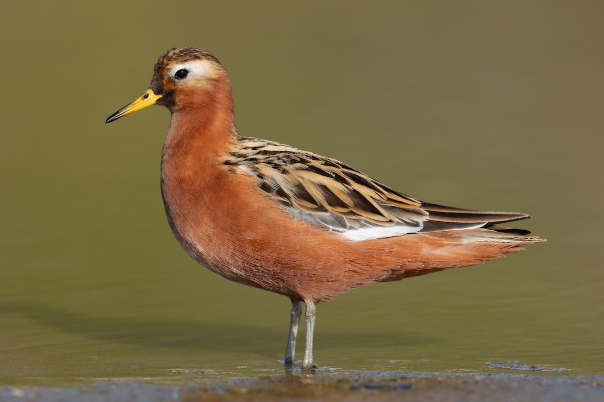 Red Phalarope - ML636708251