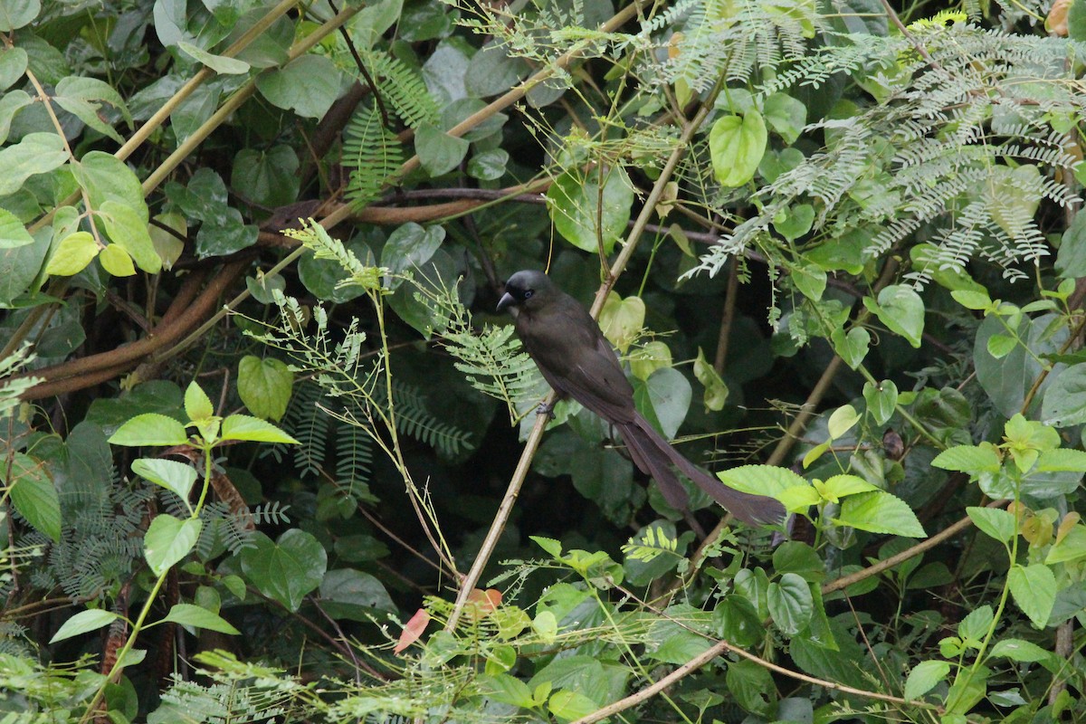 Racket-tailed Treepie - ML636708277