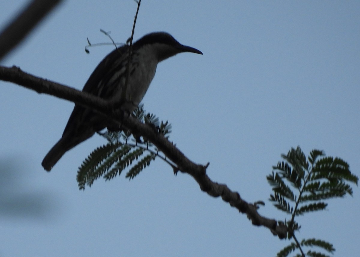 Stripe-sided Rhabdornis - ML636708308