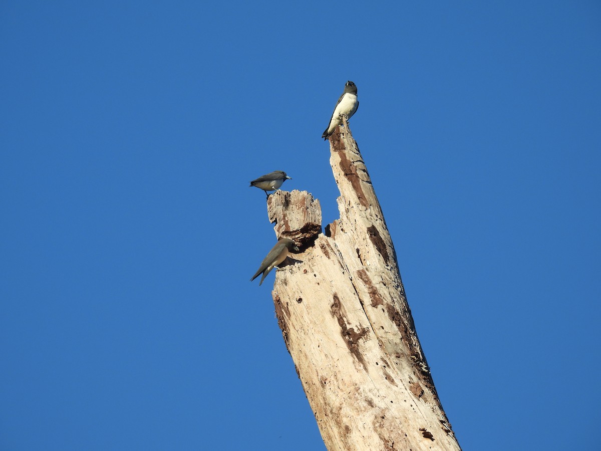 White-breasted Woodswallow - ML636708311